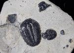 Elrathia kingii (MEEK 1870)  - Bild &copy; FossNet FossilienStore